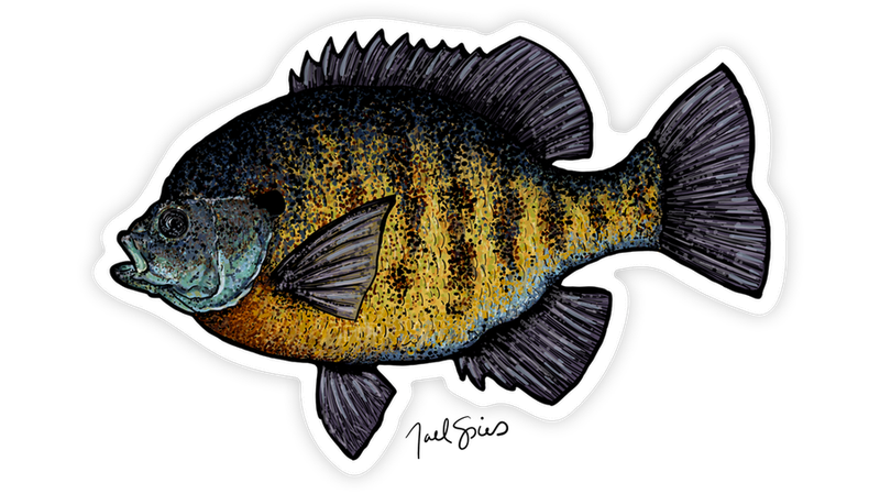 Bluegill Decal