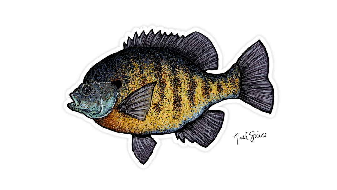 Bluegill Mini Decal