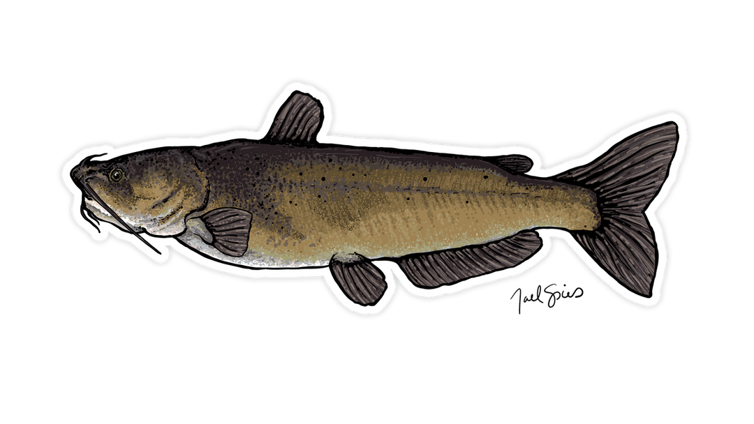 Channel Catfish Mini Decal