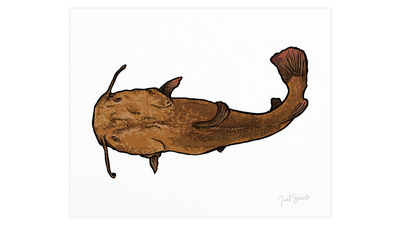 Flathead Print