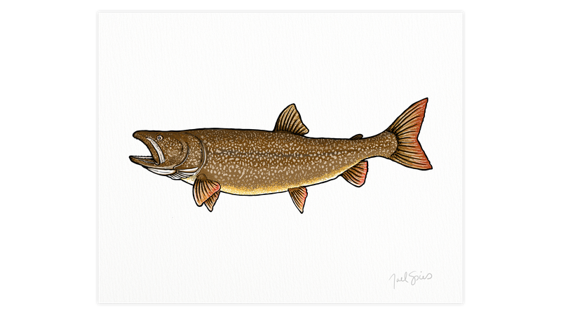Lake Trout Print