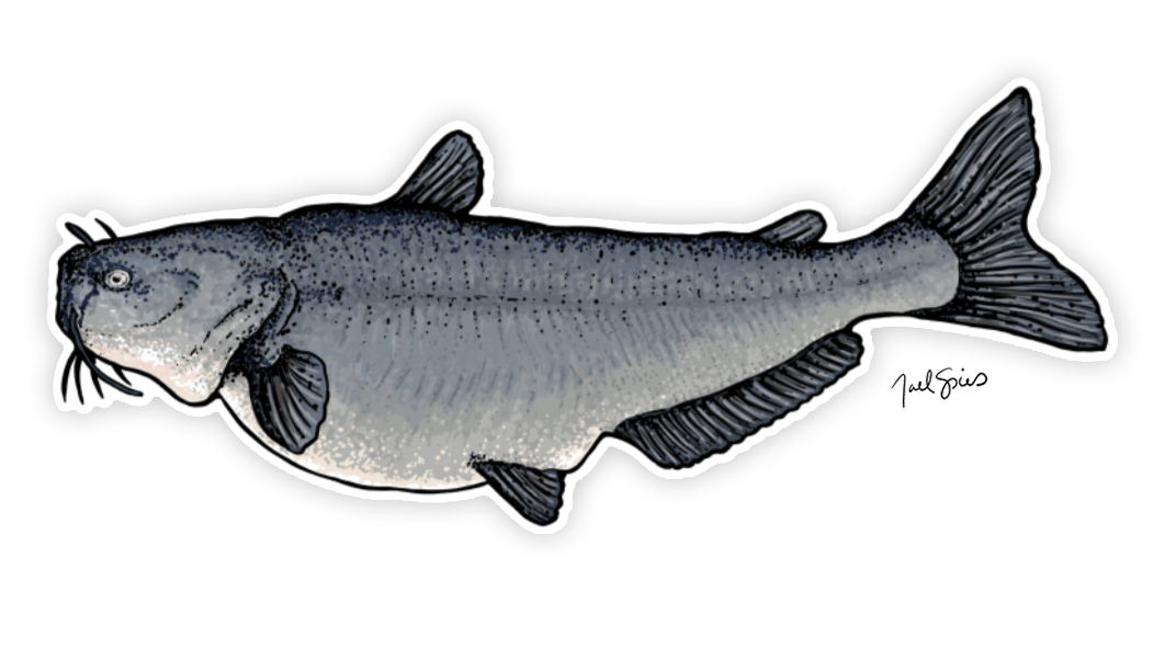 Large Blue Catfish Decal