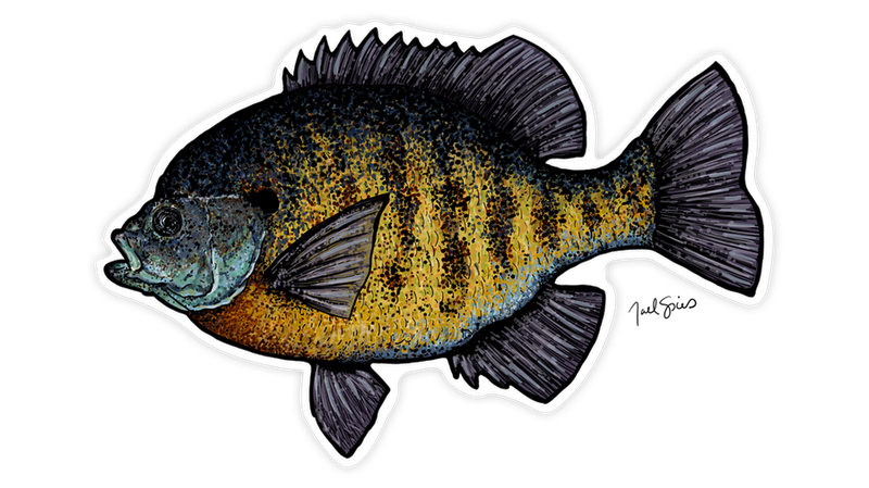 Large Bluegill Decal