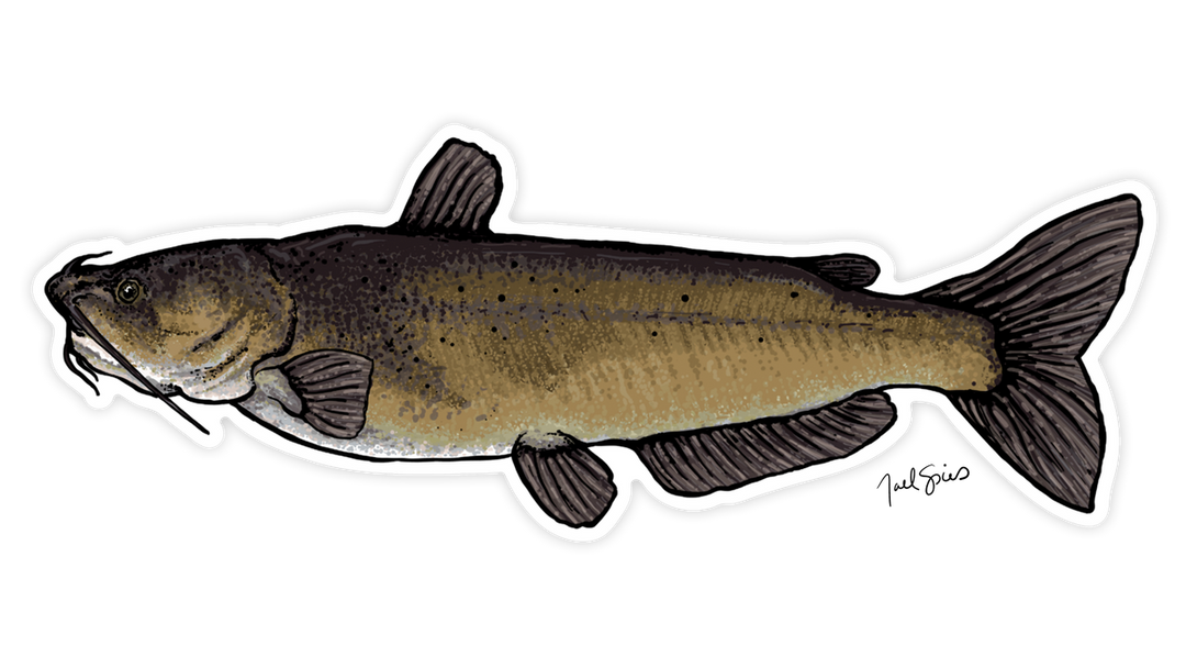 Large Channel Catfish Decal (Ships 5/5)