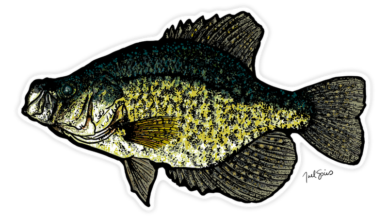 Large Crappie Decal (ships 5/5)
