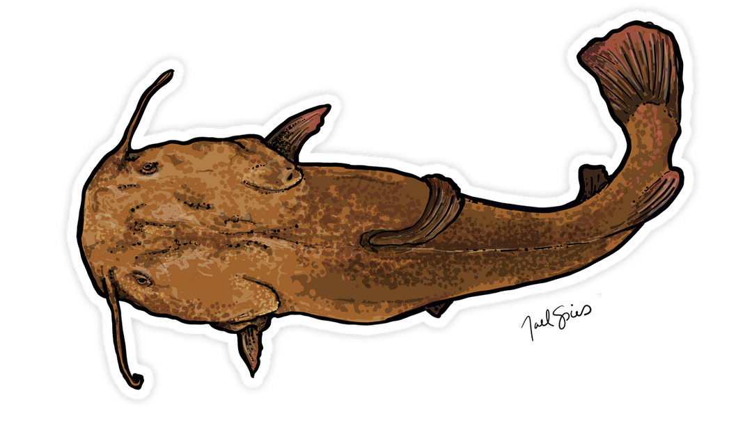 Large Flathead Decal (ships 5/5)