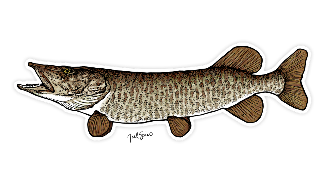 Large Musky Decal