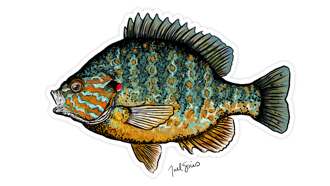 Pumpkinseed Decal (Ships 5/5)