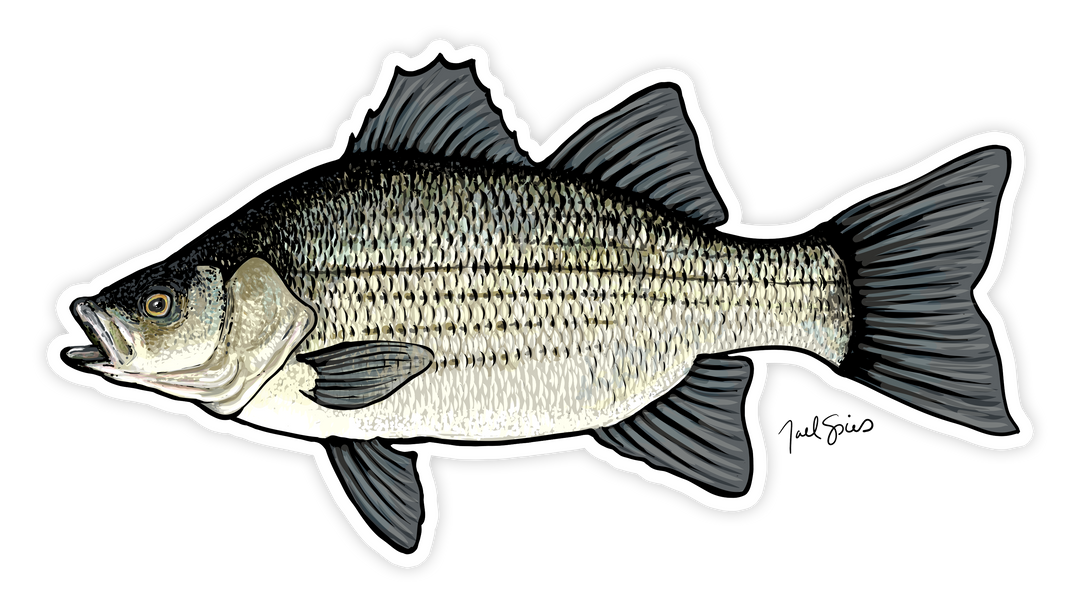 White Bass Decal