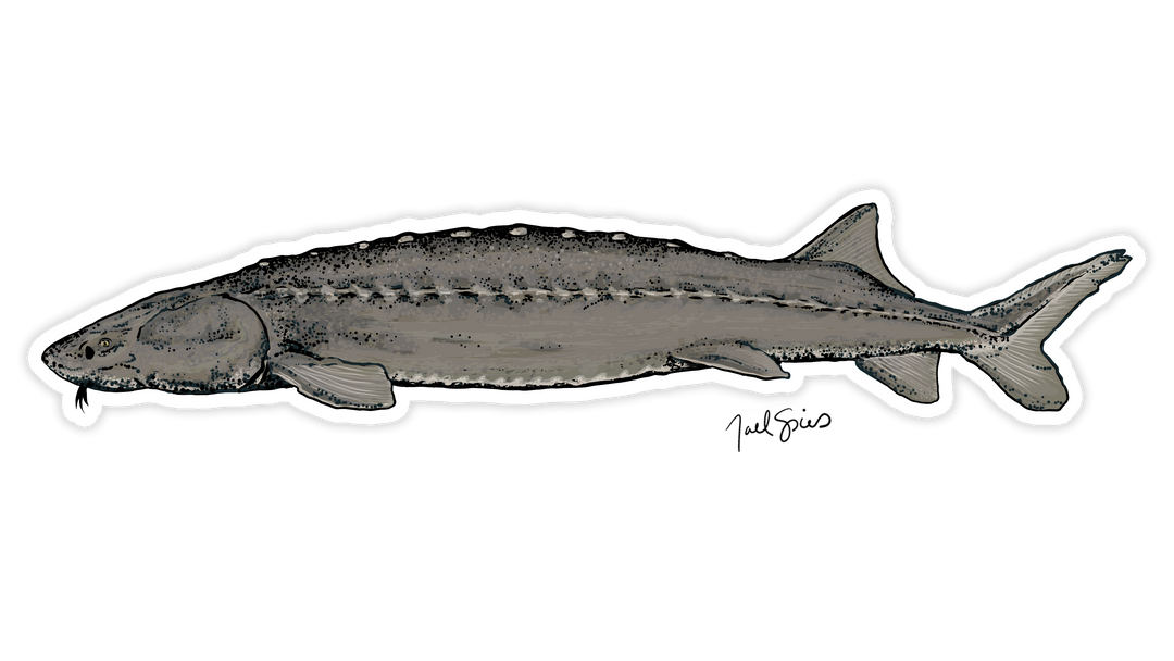 Sturgeon Decal (Pre-Order - Ships 5/12)