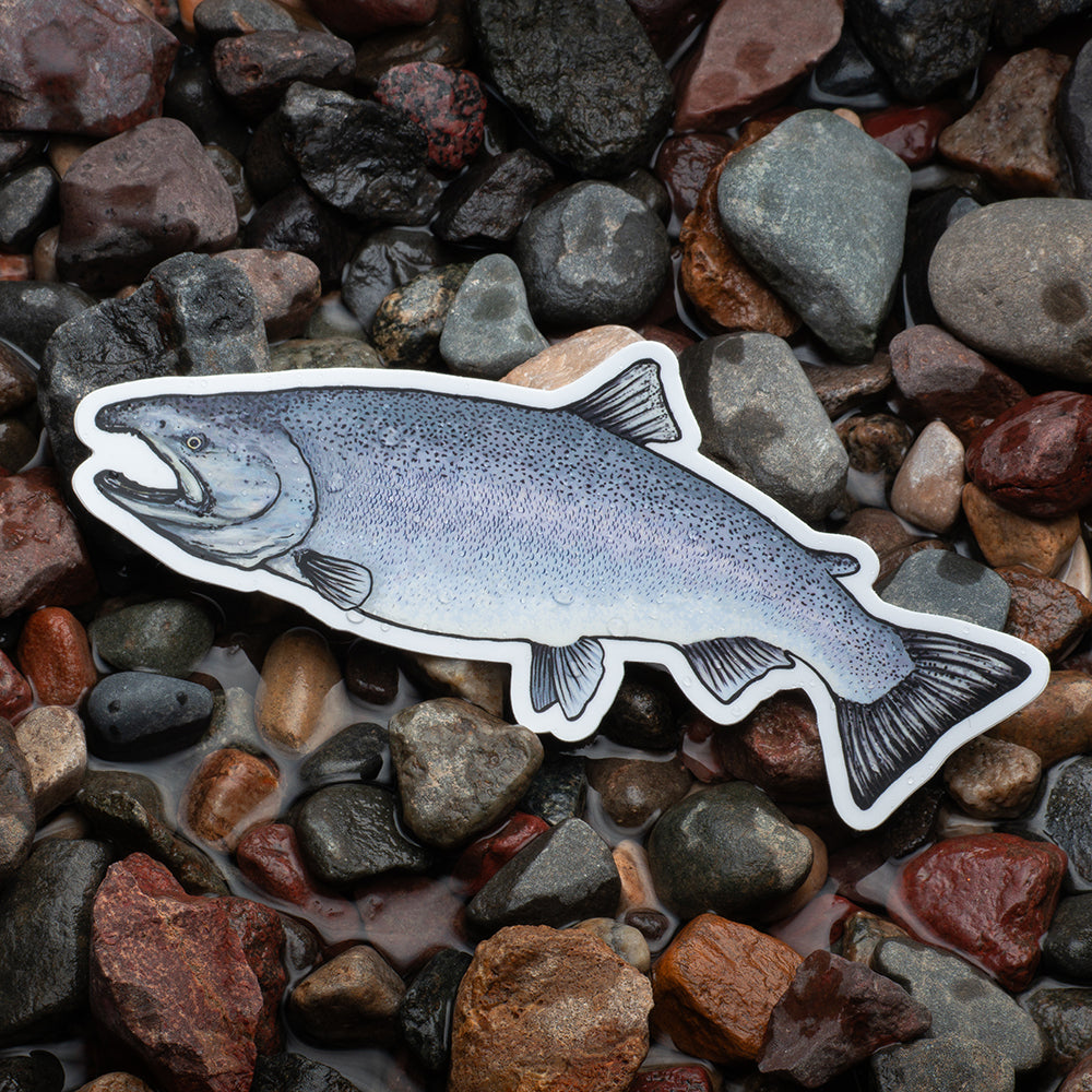 Salmon sticker on wet rocks