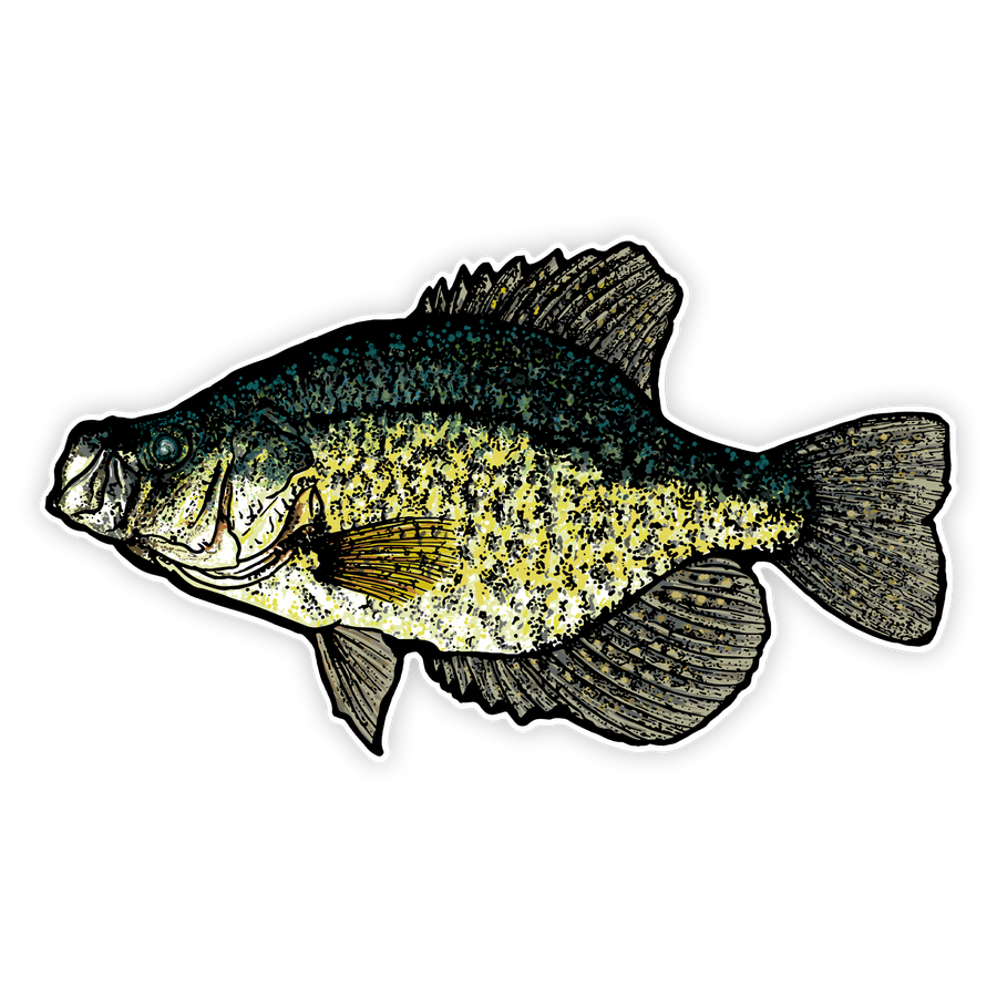 10" crappie decal left facing on white background