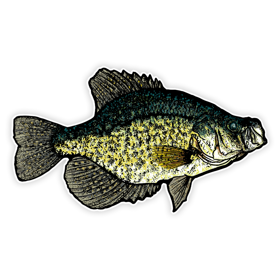 10" crappie decal right facing on white background