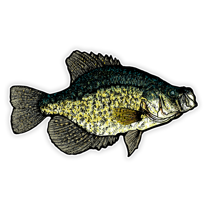 10" crappie decal right facing on white background