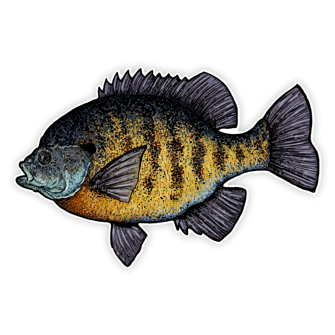 10" bluegill decal left facing on white background