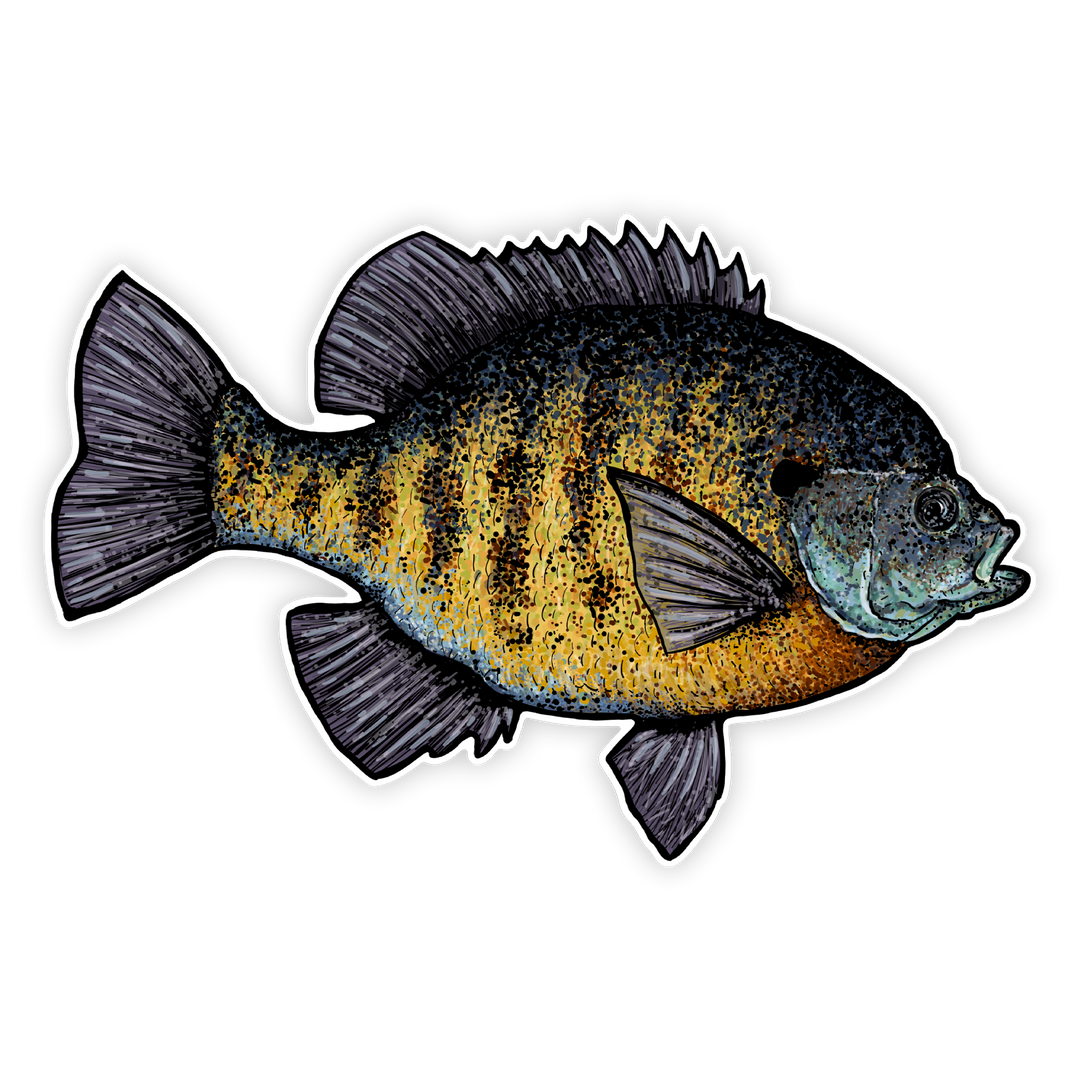 10" bluegill decal right facing on white background