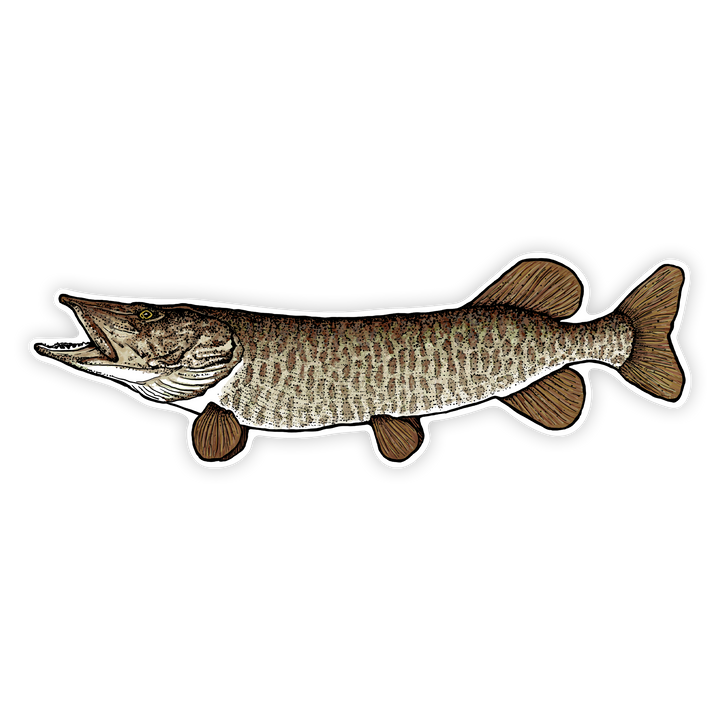 10" Muskellunge decal left facing on white background
