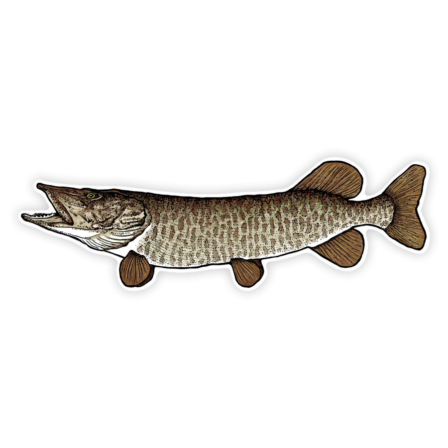 10" Muskellunge decal left facing on white background
