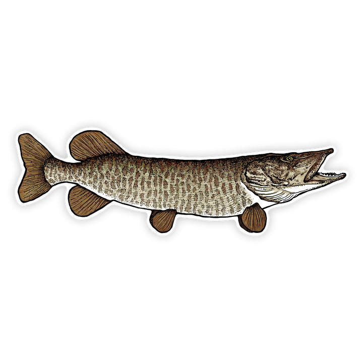10" Muskellunge decal right facing on white background