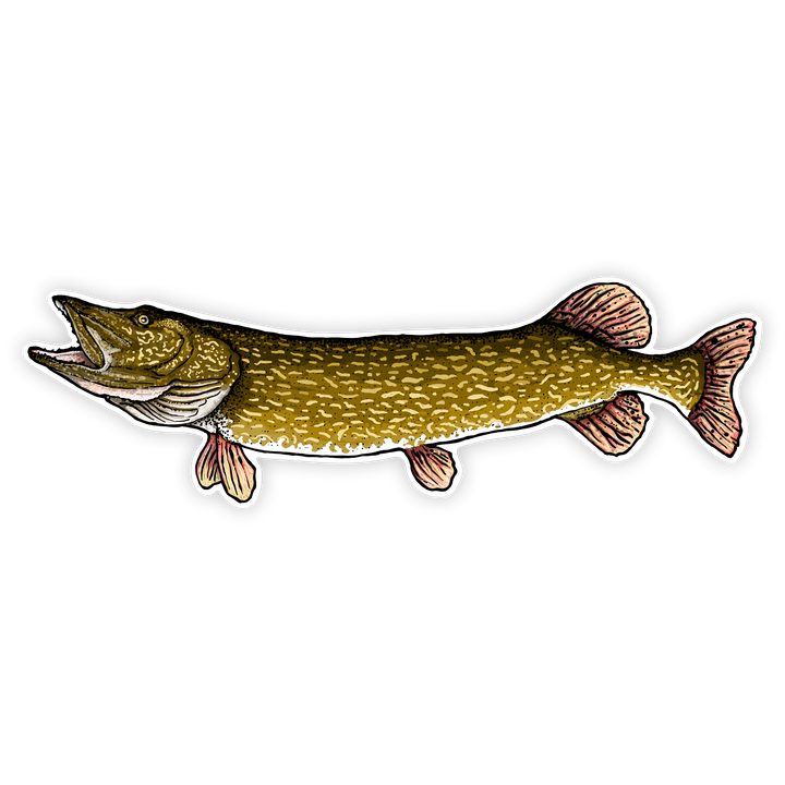 10" northern pike left facing on white background