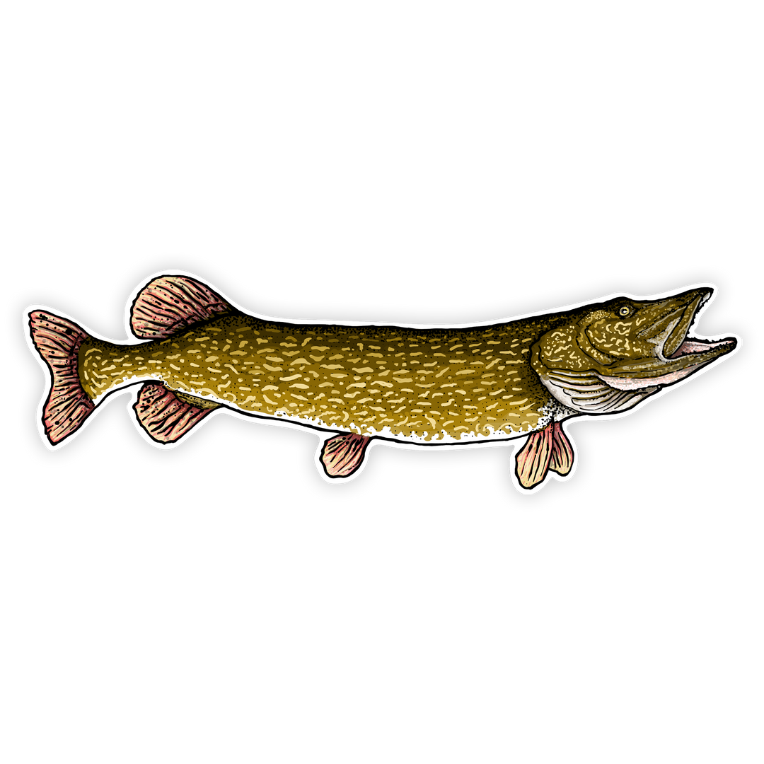 10" northern pike right facing on white background