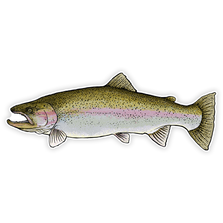 10" rainbow trout left facing on white background