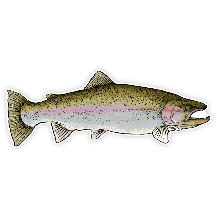 10" rainbow trout right facing on white background