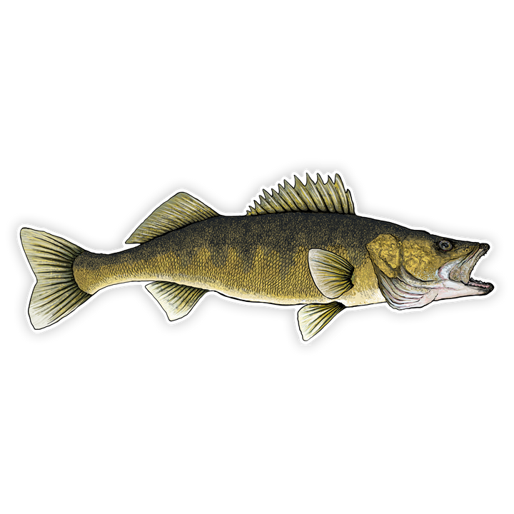 10" walleye decal right facing on white background