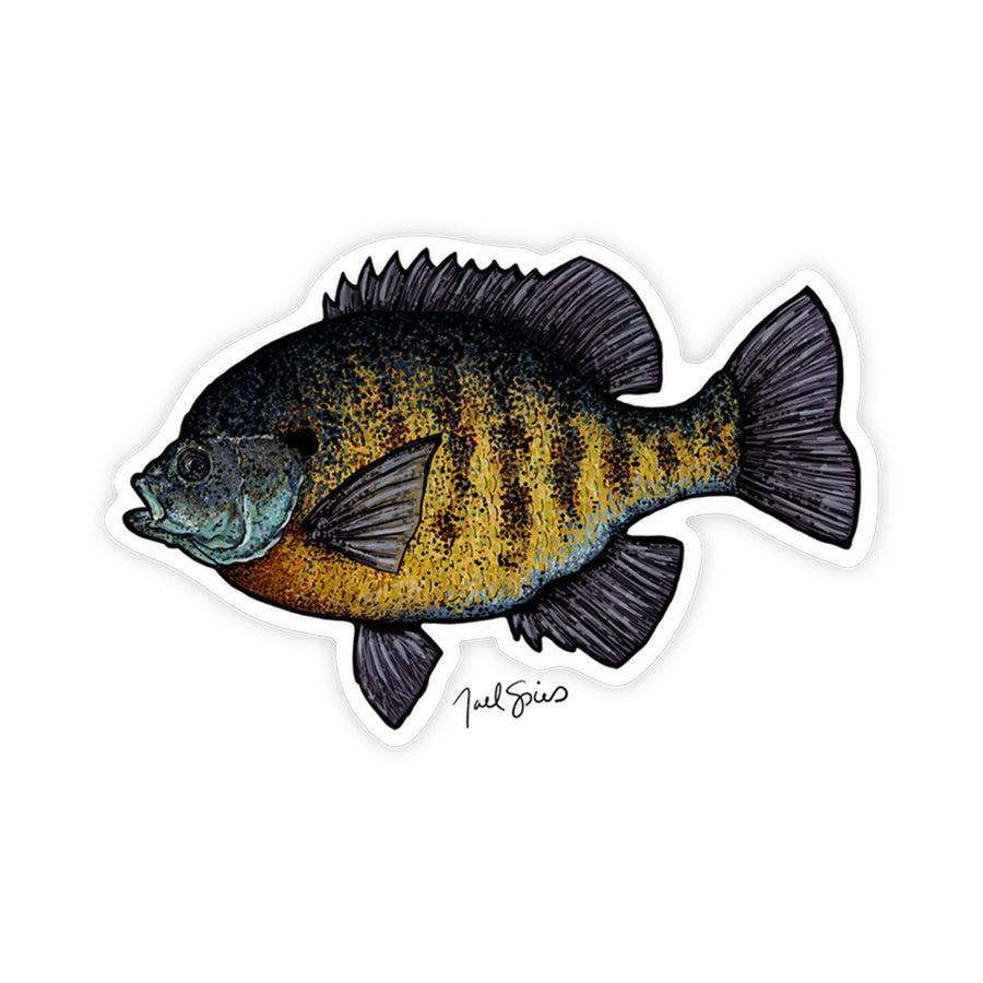 Bluegill Decal