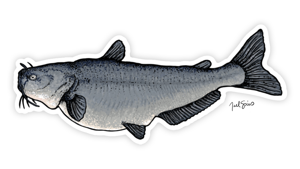 Blue Catfish Decal