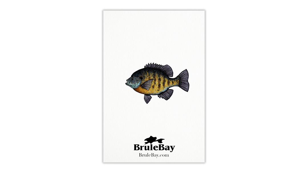 Bluegill Card