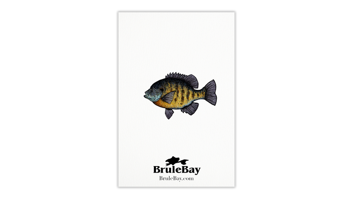Bluegill Card