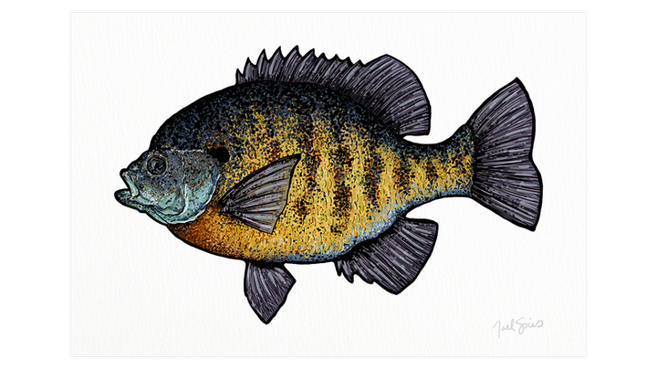 Bluegill Print