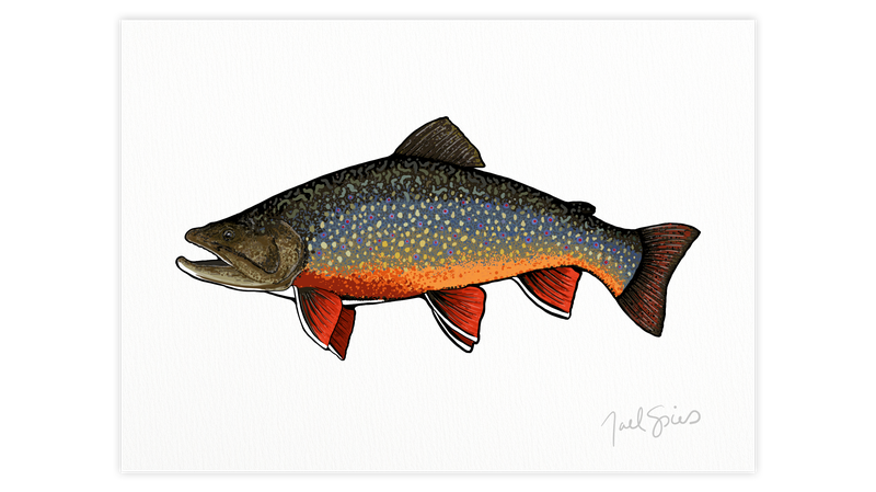 Brook Trout Print