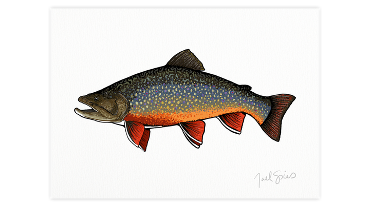 Brook Trout Print