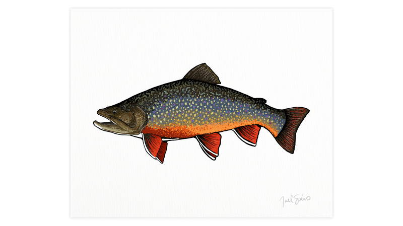 Brook Trout Print