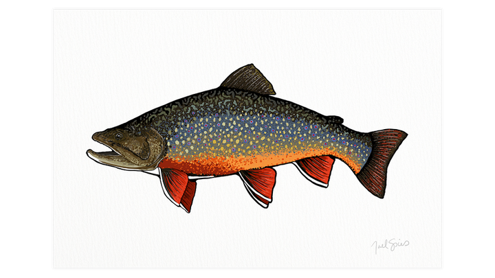 Brook Trout Print