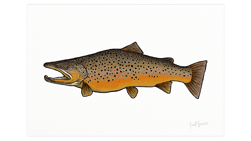 Brown Trout Print