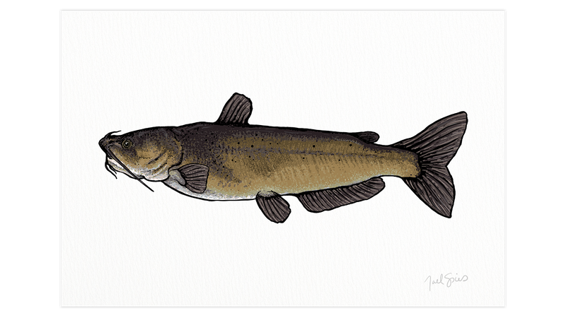 Channel Catfish Print