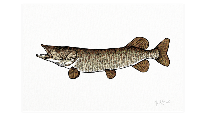 Musky Print