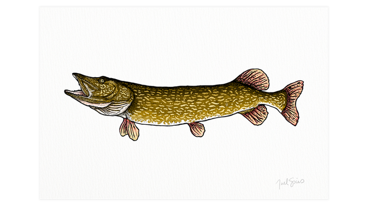 Northern Pike Print