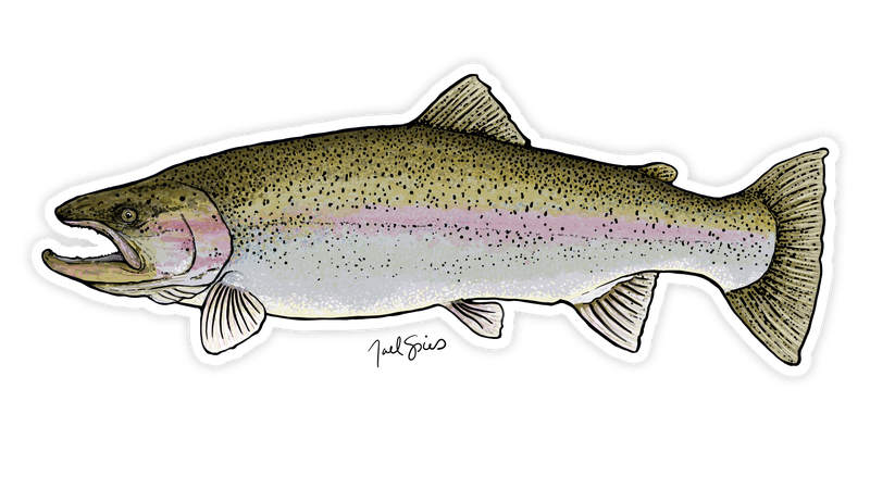 Rainbow Trout Decal