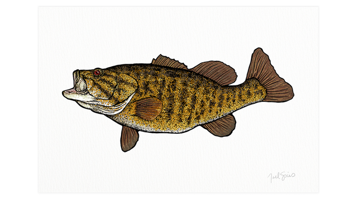 Smallmouth Print