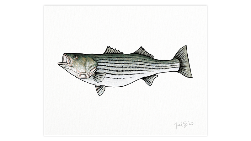 Striper Print