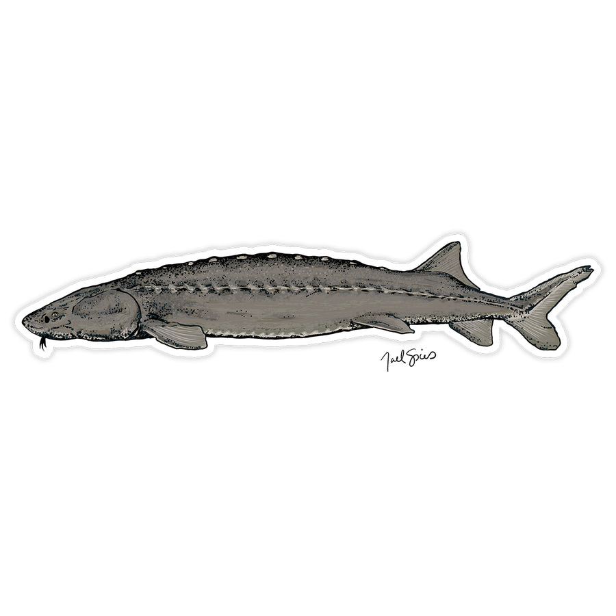 Sturgeon Decal