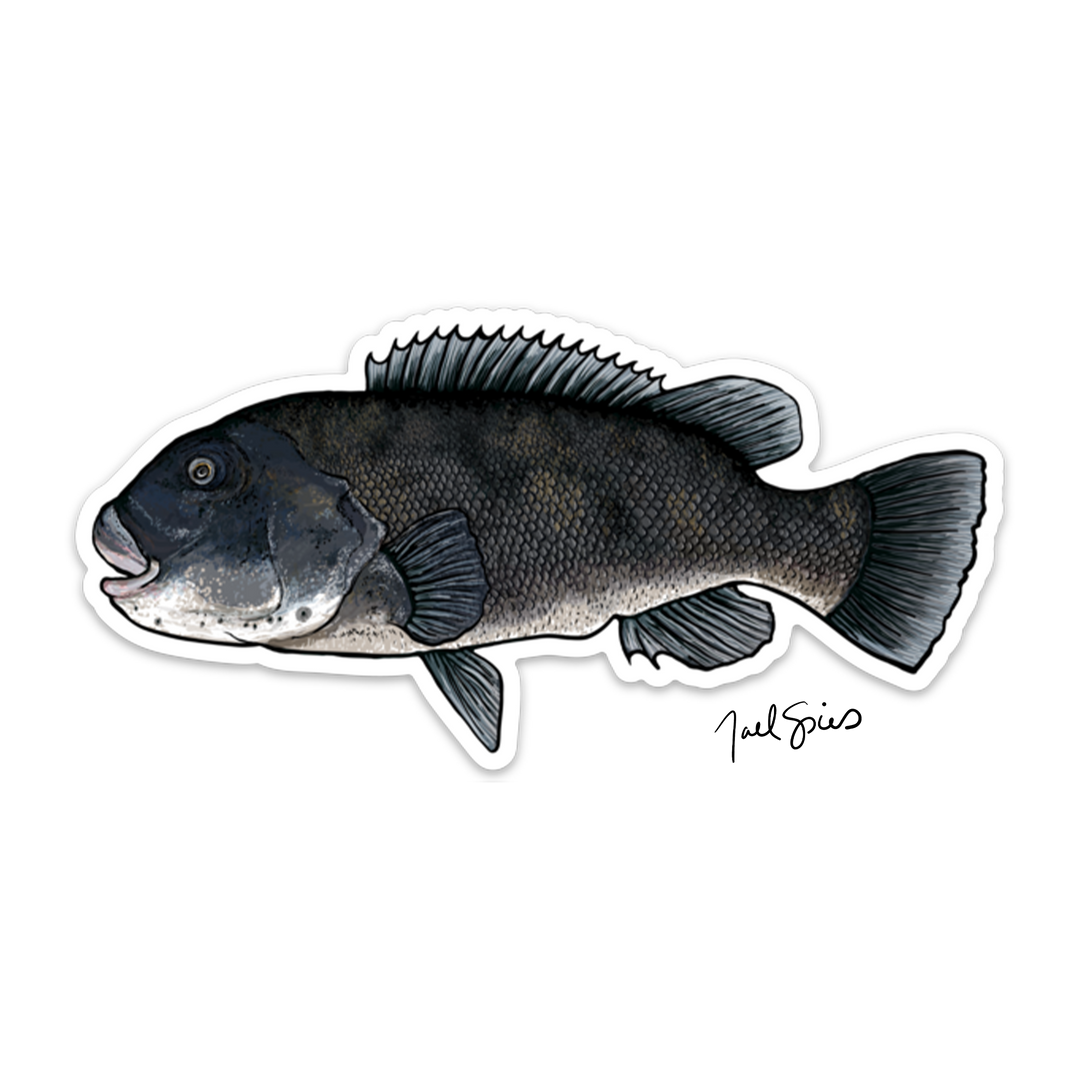 Tautog Decal