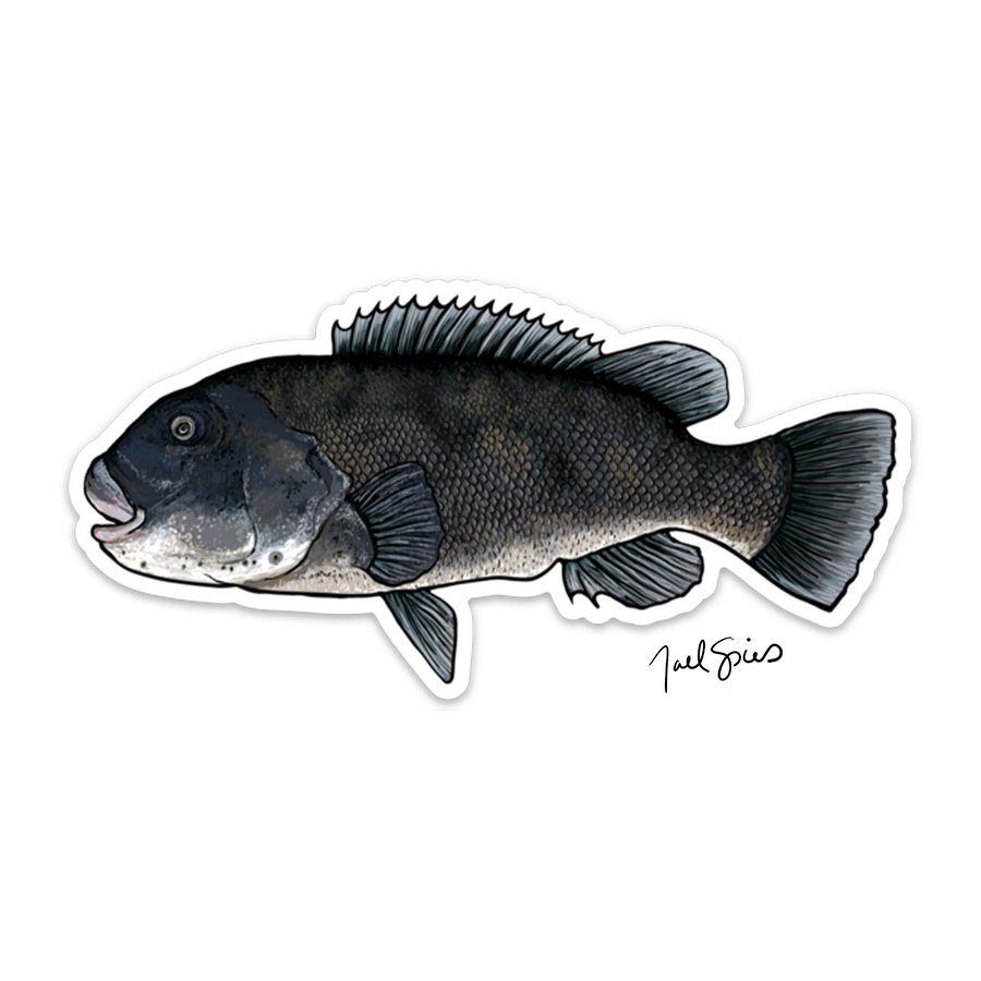Tautog Decal