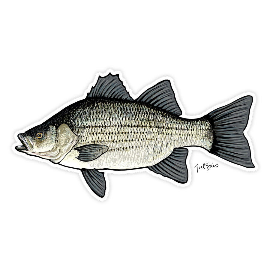 White Bass Decal