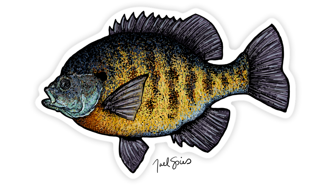 Bluegill Decal
