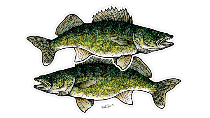 Oversized Walleye Decal (Pre-Order)